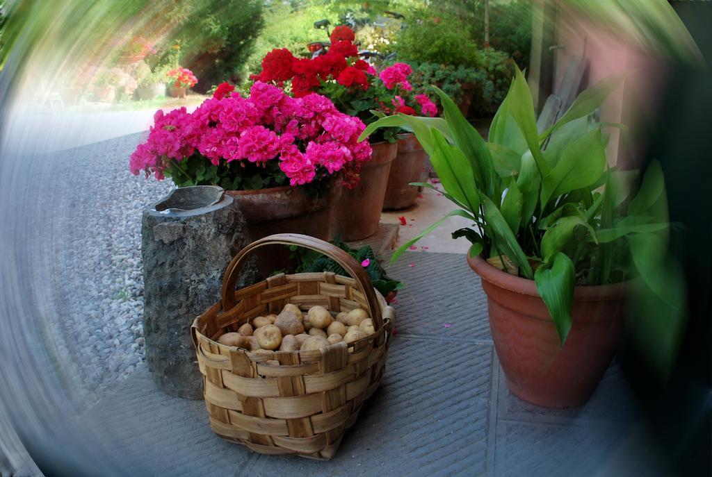 Bed and Breakfast Ospitalita Rurale L'Uccelliera Lucca Exterior foto